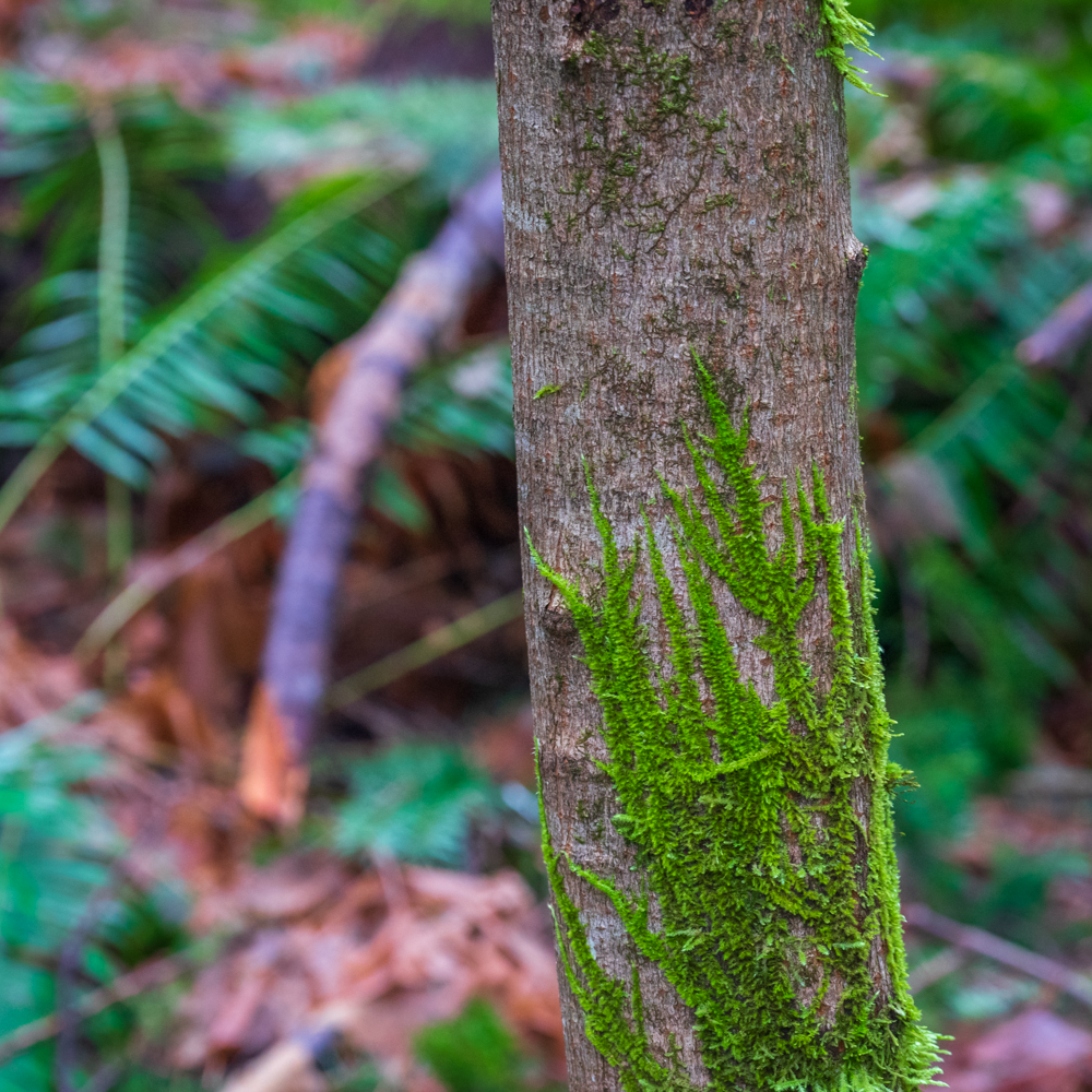 Fern Pattern Moss