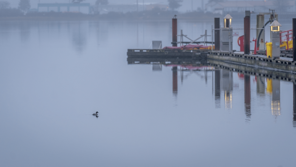 Foggy Duck