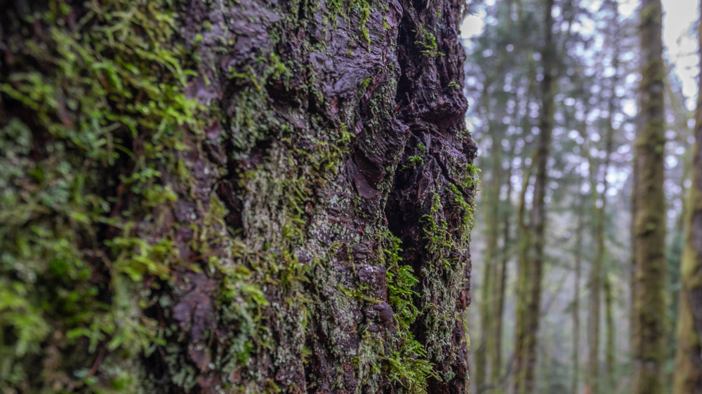 Forest Texture