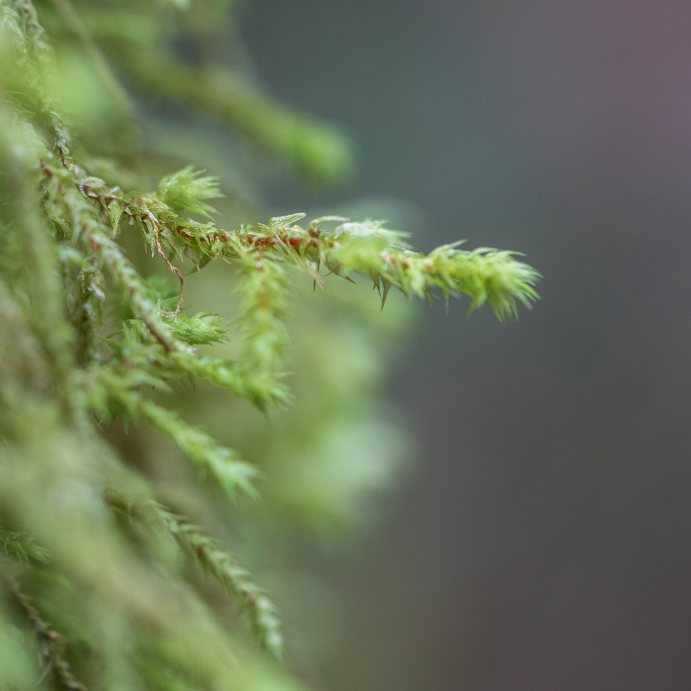 Moss Closeup