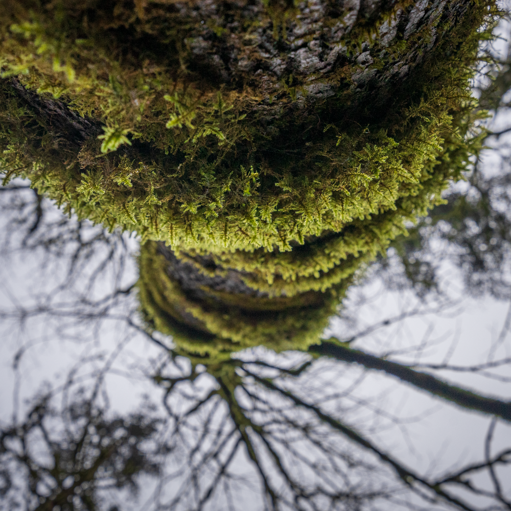 Mossy Tree