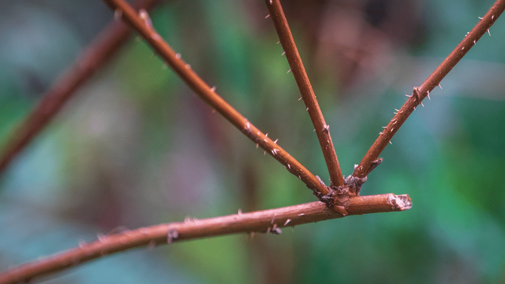 Prickly branch