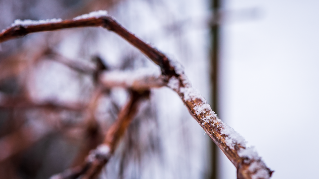 winter vines